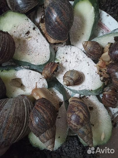 Улитки ахатины