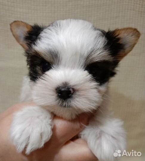 Цветные щенки йокширского терьера