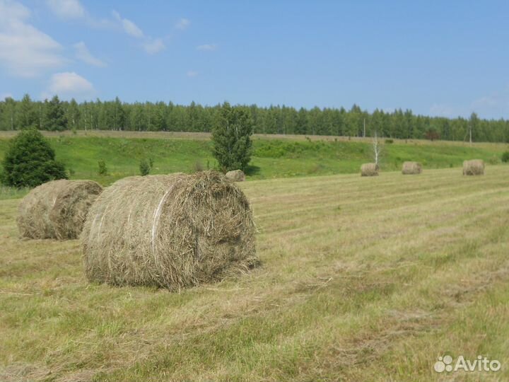 Сено-Солома в Урицком