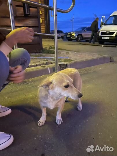 Собака ищет дом