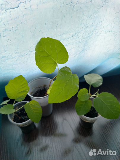 Саженцы инжира