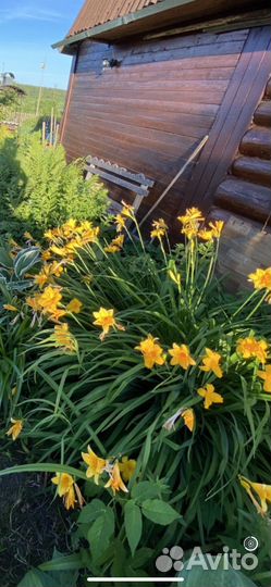 Лилейник желтый