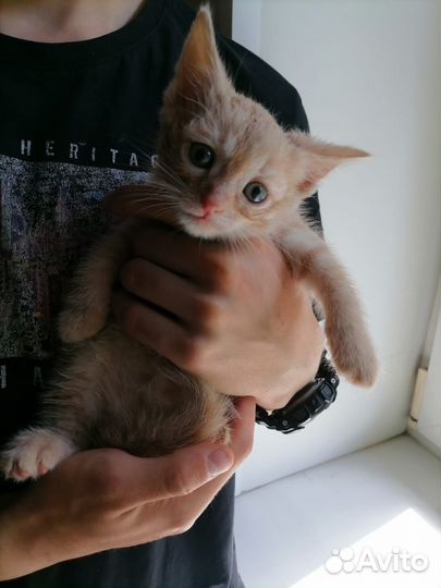 Маленький рыжий котенок в добрые руки