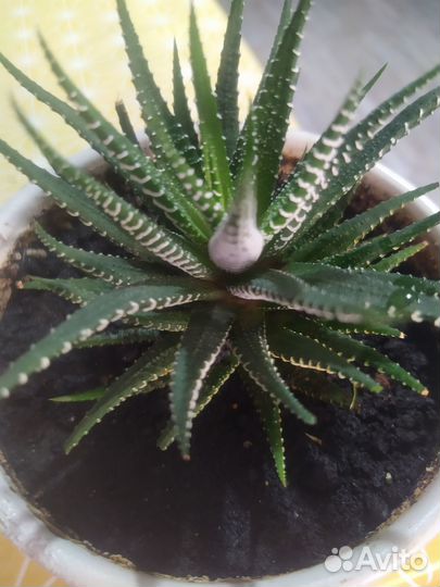 Суккулент хавортия