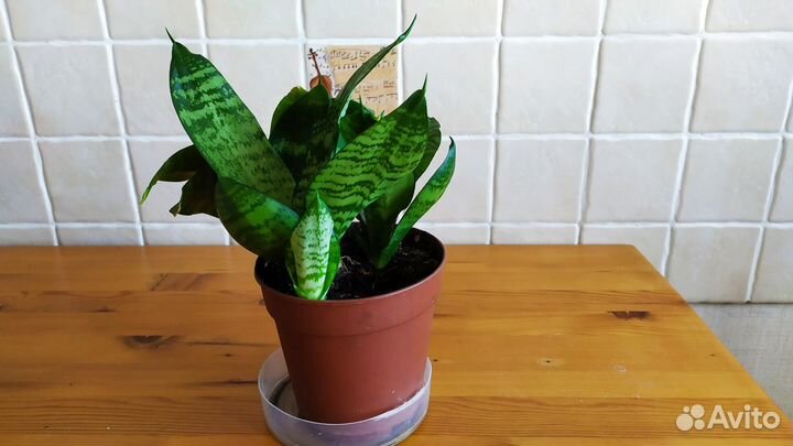 Сансевиерия Ханни (короткие листья)