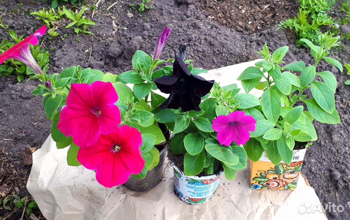 Рассада петунии ампельной и каскадной