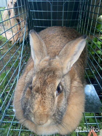 Клетка-ловушка, котоловка