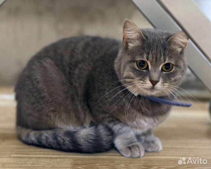 Илона в добрый дом