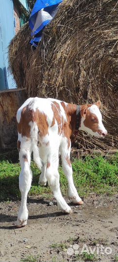 Телята бычки