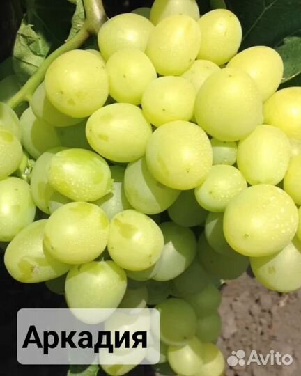 Саженцы винограда сортового