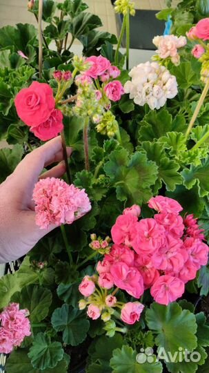 Пеларгония герань