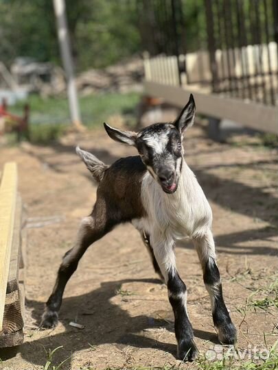 Козел Альпийский