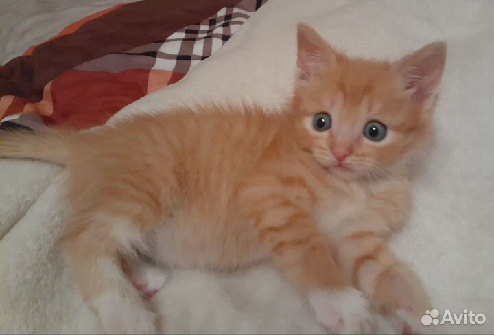 Отдам котика 1,4 месяца в добрые руки