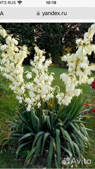 Юкка нитчатая