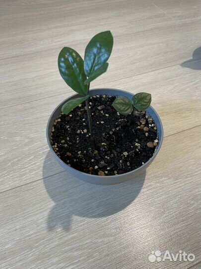 Цветы комнатные (набор)