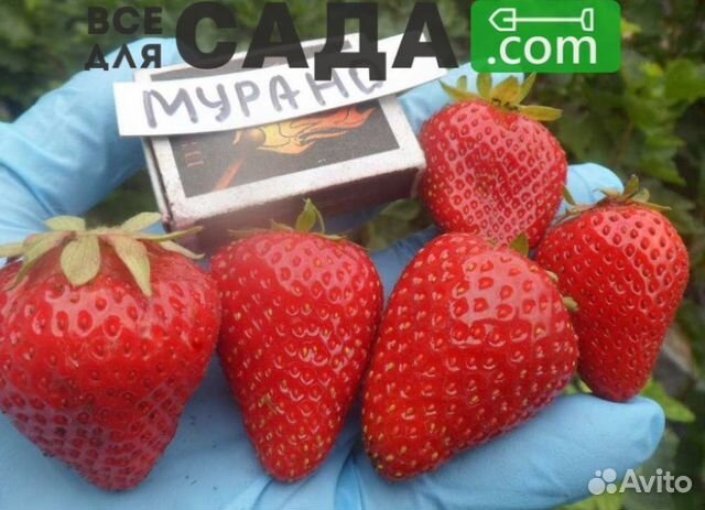 Саженцы клубники Мурано купить во Владимире | Товары для дома и дачи ...