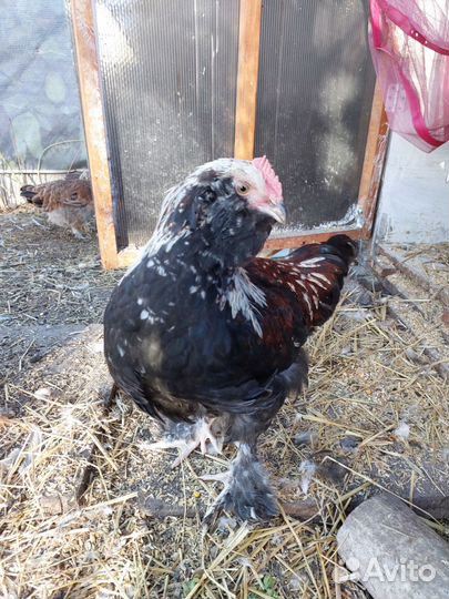 Куры петухи