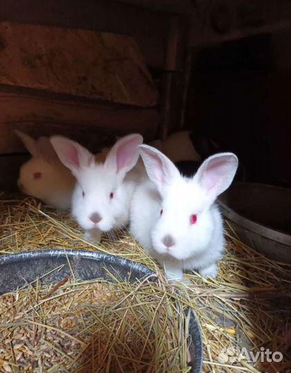 Кролики мясных пород