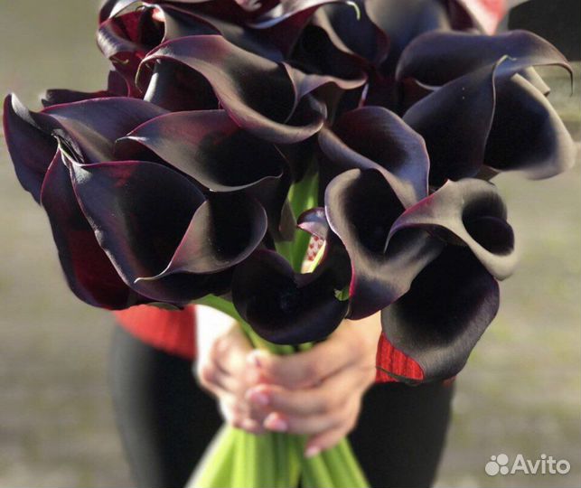 Букет Калл 5 10 15 20 25