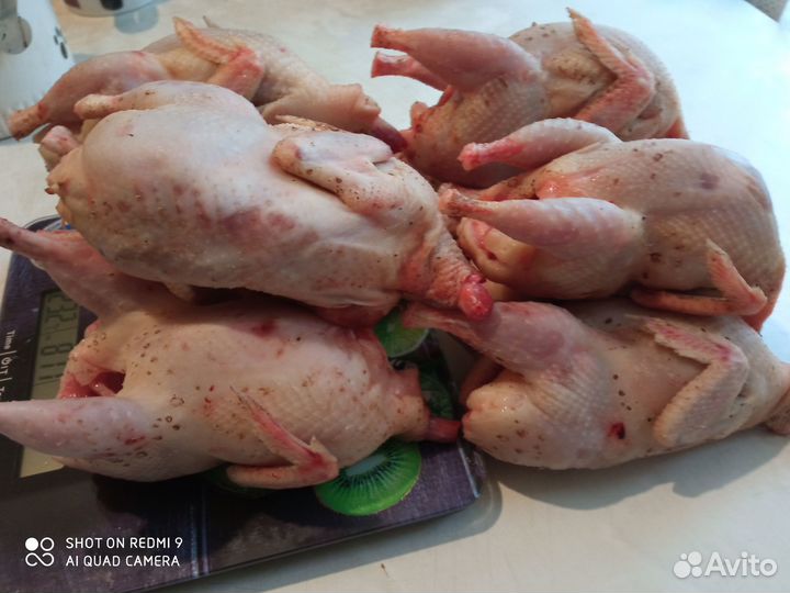 Перепела,яйца