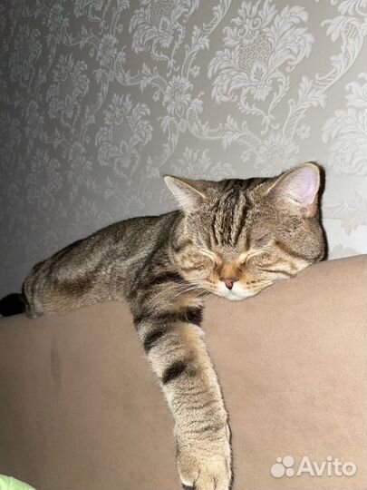 Шотландский кот вязка бесплатно