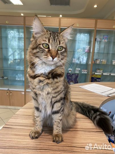 Кошки в добрые руки