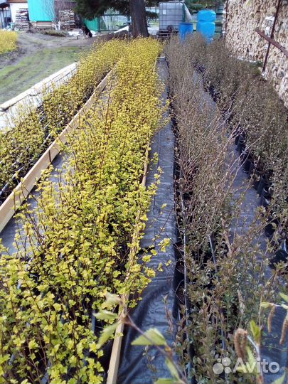 Кизильник блестящий