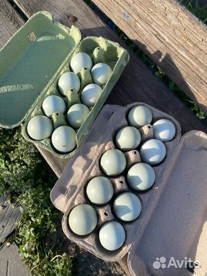 Амероукана цыплята суточные