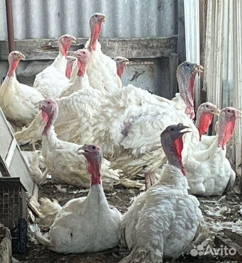 Индюки домашние