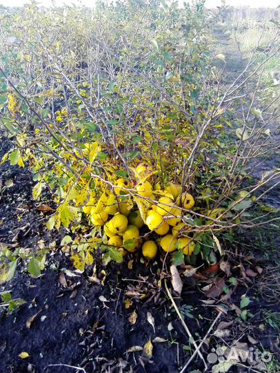 Саженцы Айвы японской