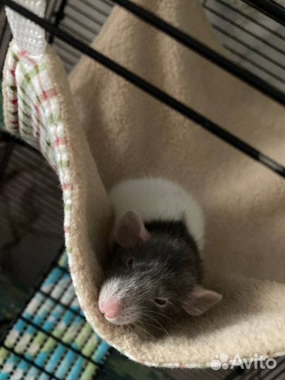 Крысята
