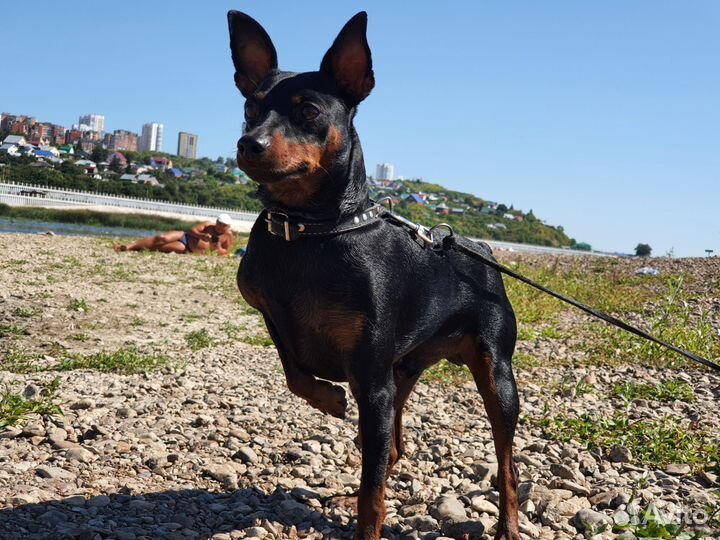 Цвергпинчер