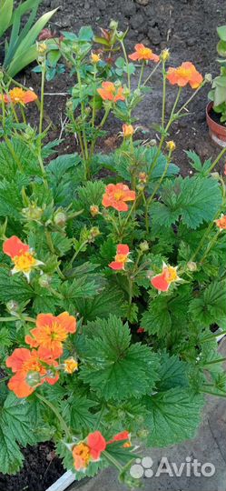 Многолетние растения для сада