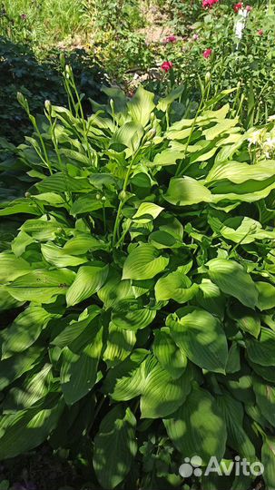 Хоста зеленая