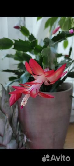 Декабрист /шлюмбергера