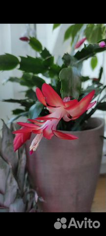 Декабрист /шлюмбергера