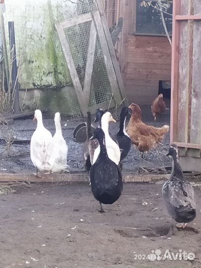 Утки индийский бегунок