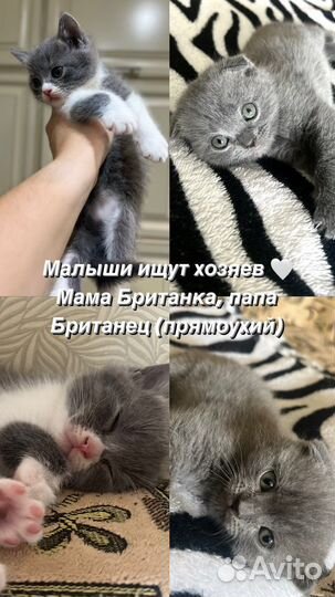 Британские котята