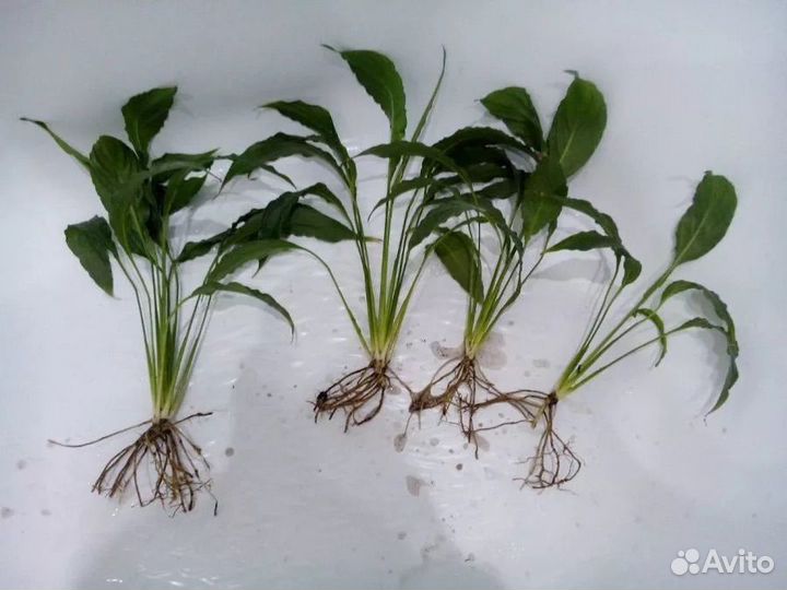 Спатифиллум отростки