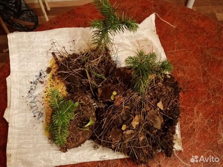 Пихта сибирская саженцы