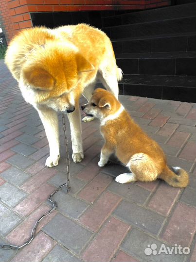 Вязка Акита