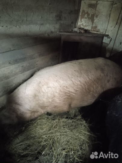 Хряк ландрас