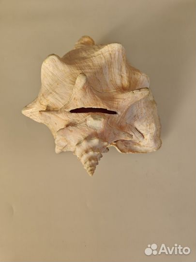 Ракушка океаническая большая