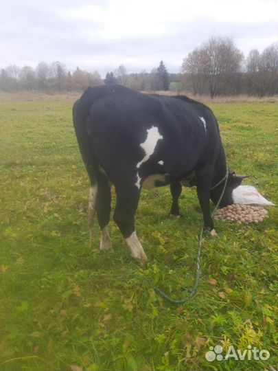 Быки и телки на мясо