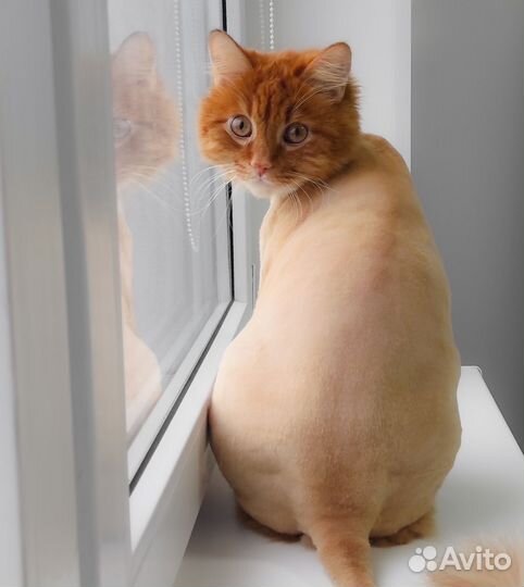 Стрижка кошек в Мурино, выезд бесплатный