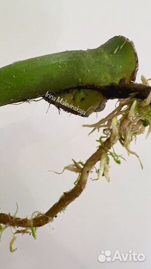 Monstera Burle Marx Flame