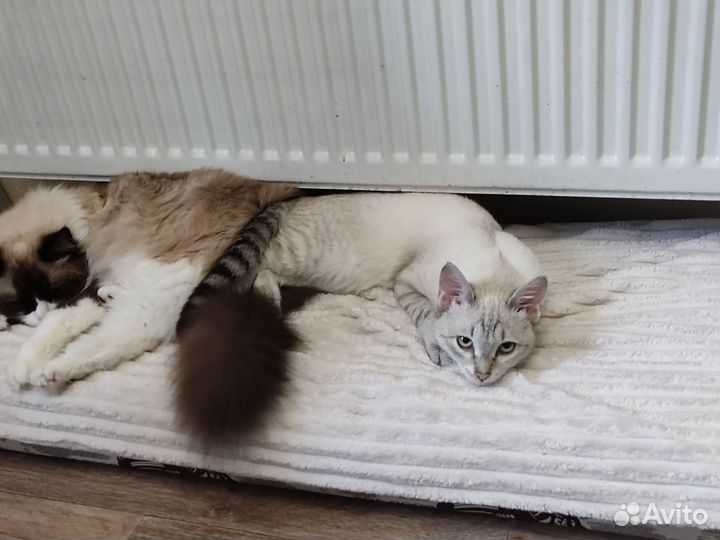 Отдам котика в добрые руки