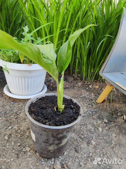 Спатифиллум