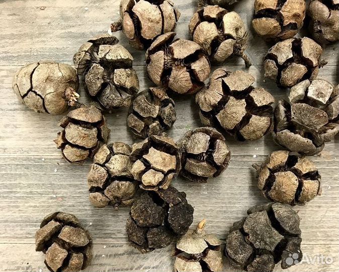 Шишки кипариса