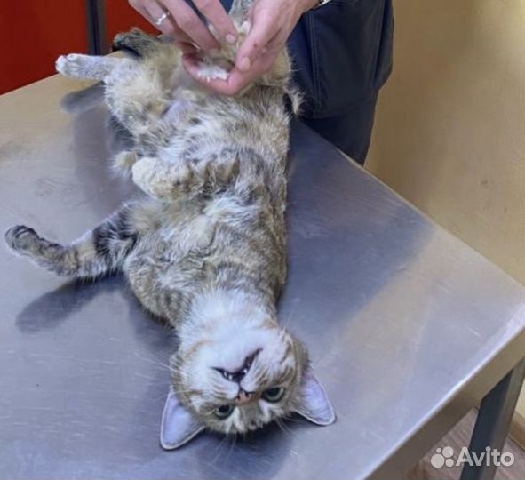 Частный ветеринар на выезд. Работаю круглосуточно